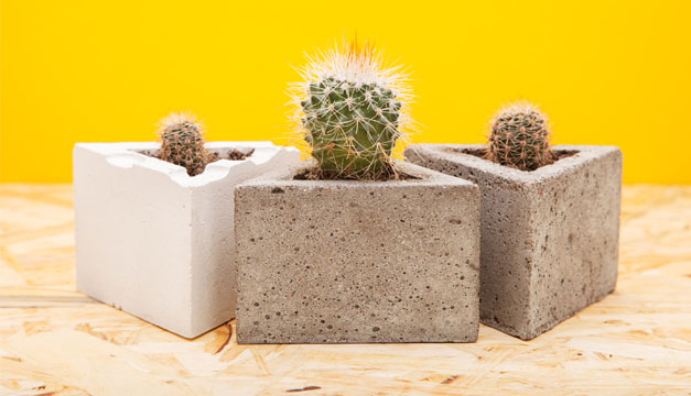 ¿Amante de los cactus? ¡Cuídalos así en tu hogar!