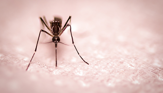 zancudo mosquito zika