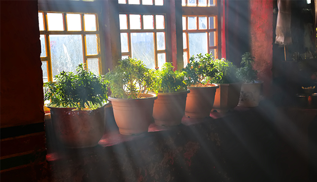 Plantas macetas ventana casa