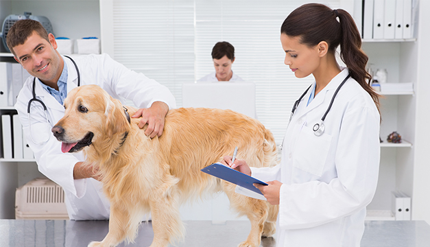 Veterinarios animales mascotas perro