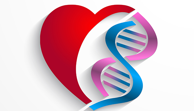 corazon genetica celulas madres cardiovascular