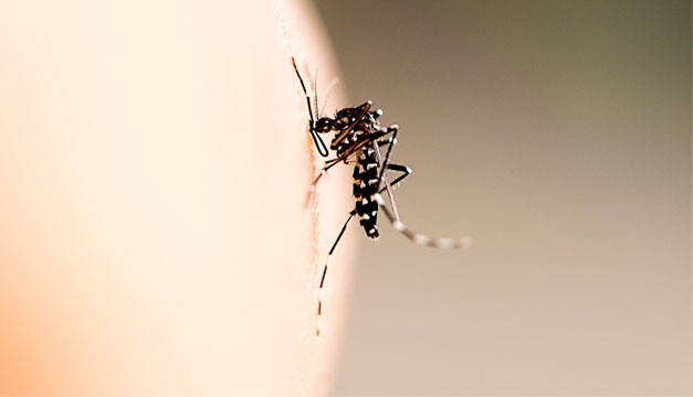 zancudo zika