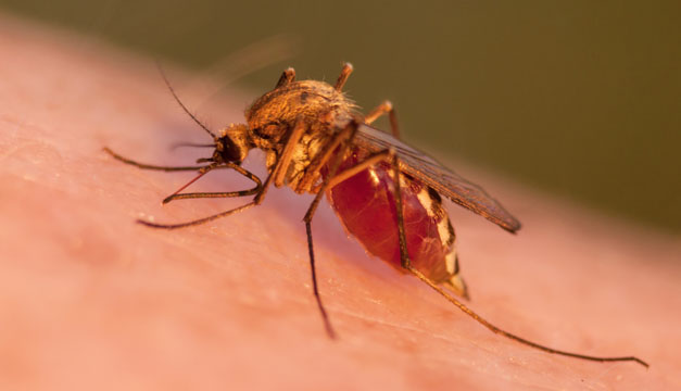 zancudo malaria