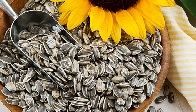 girasol-