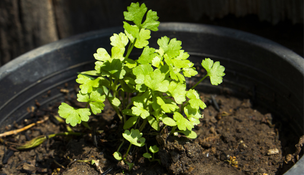 ¿Cómo plantar cilantro en tu casa?