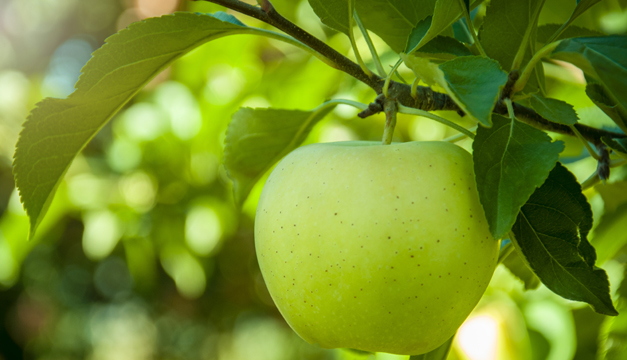 ¿Qué sucede si comes una manzana al día?