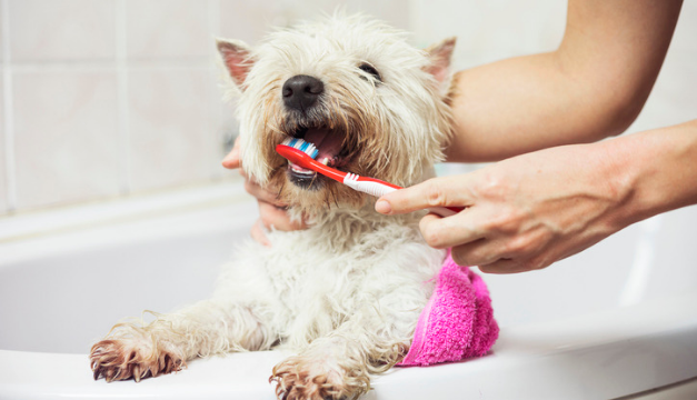 Quita el sarro de los dientes de tu perro de una forma natural