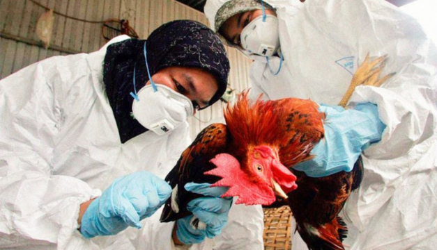 Lo que debes saber sobre el primer caso de influenza aviar en humanos