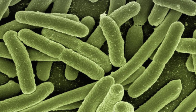Esta es la bacteria que ya no responde a los antibióticos