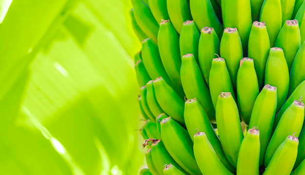 Tres enfermedades que puedes combatir con el plátano verde