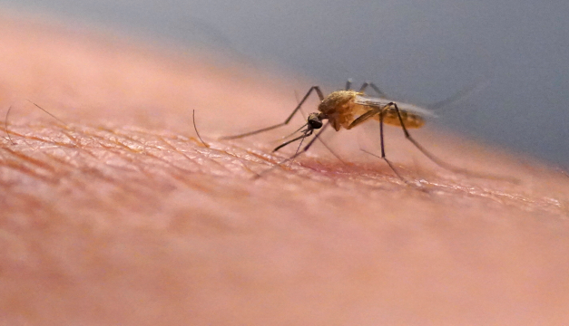 Aumento récord de casos de dengue en las Américas: OPS