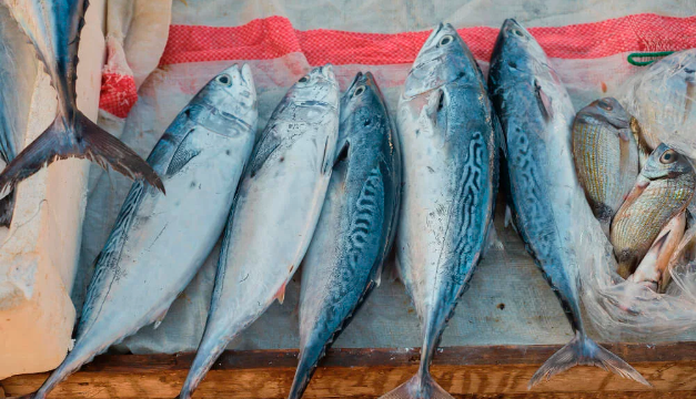Día Mundial del Atún: conoce 3 datos sobre este pez
